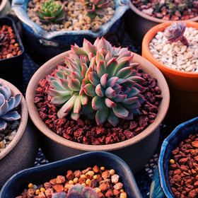 TOYPOPOR Red Lava Rocks in outdoor planters adding a rugged decorative touch.