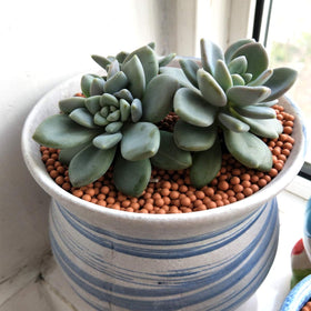 TOYPOPOR decorative ceramsite top layer covers soil and reduces splashes