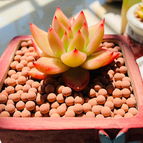TOYPOPOR ceramsite surface layer slows evaporation and retains moisture