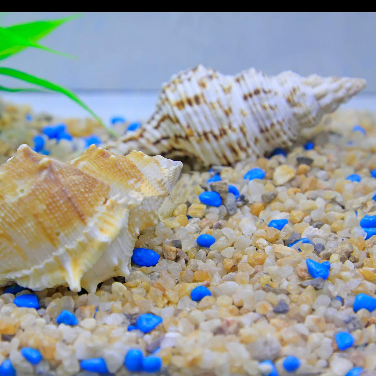 TOYPOPOR sand in a potted plant setup as natural substrate