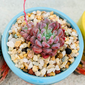 TOYPOPOR sand for vase decoration and decorative bulk substrate