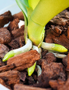 TOYPOPOR Epiphytic orchids thrive with multipurpose mix supporting air flow.