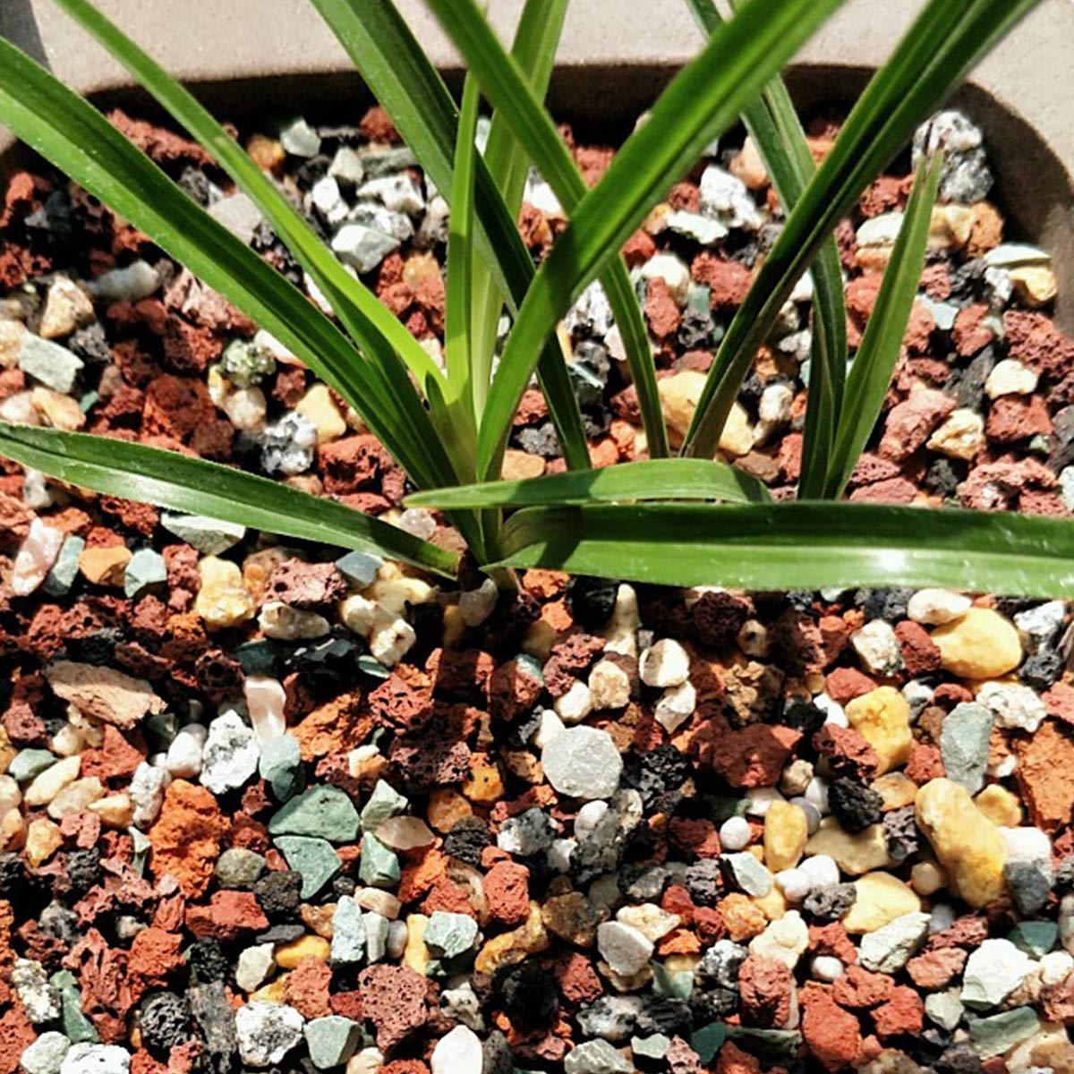 TOYPOPOR fairy garden gravel improves drainage while adding texture.