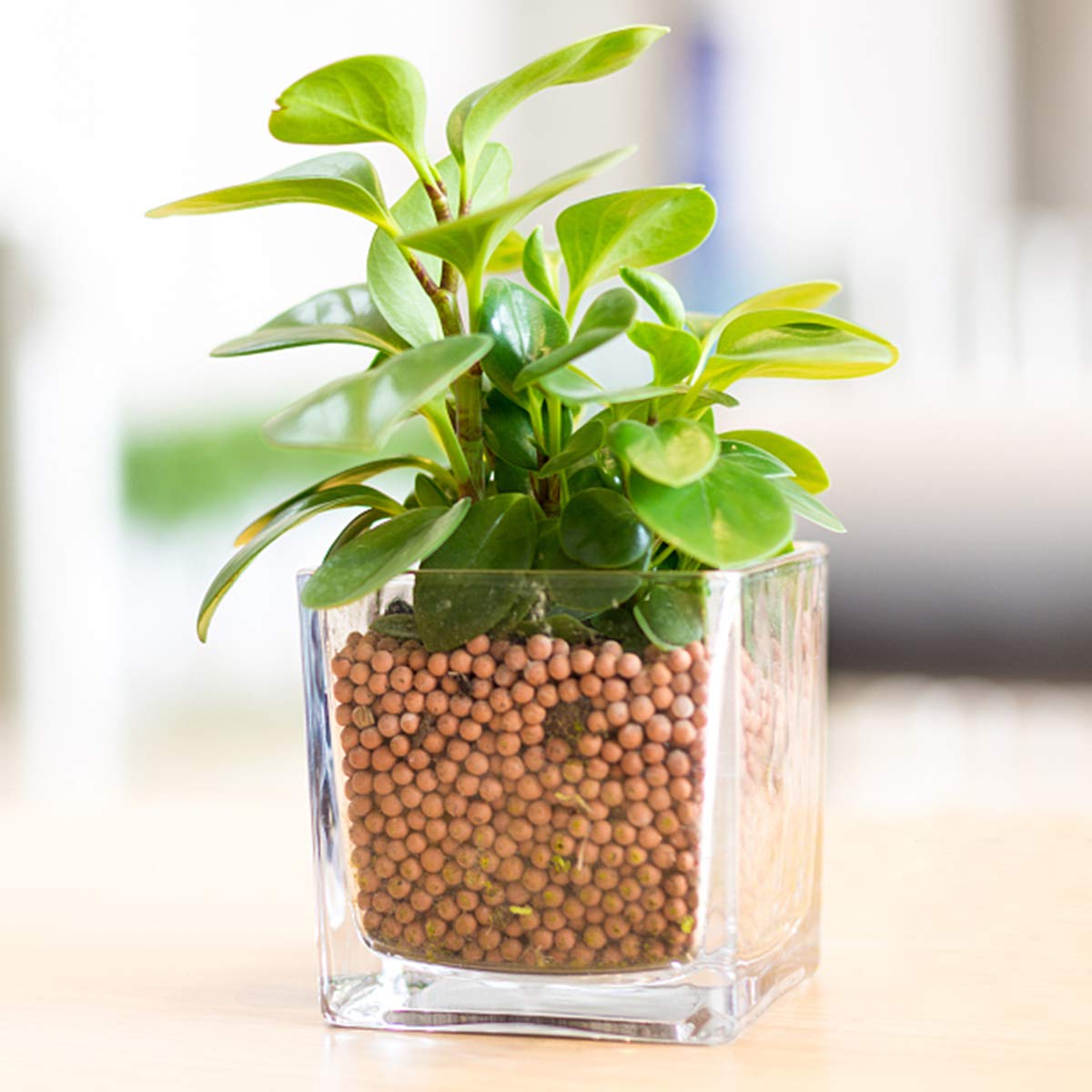 TOYPOPOR gardening ceramsite is non-toxic and eco-friendly