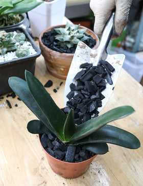 Moisture-regulating TOYPOPOR charcoal balances potting mix moisture