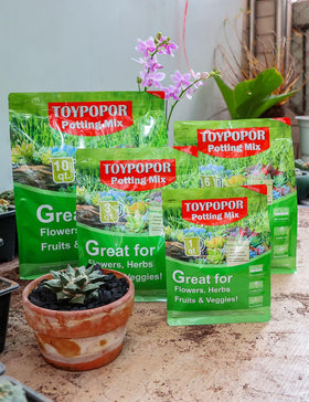 TOYPOPOR porous charcoal as an eco-friendly soil amendment for plants