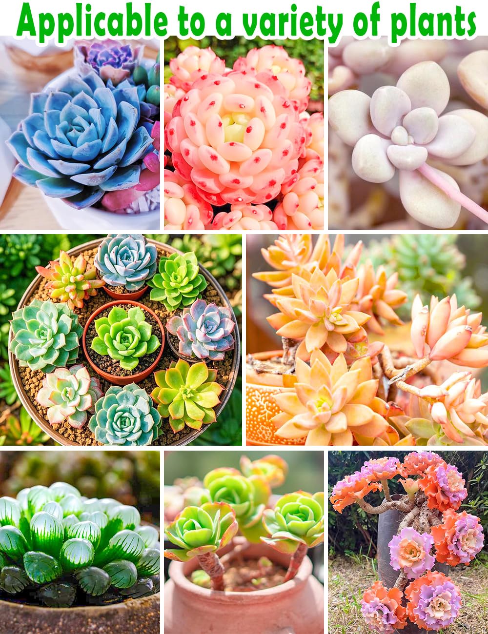 TOYPOPOR indoor succulent terrarium use supports healthy moisture balance.
