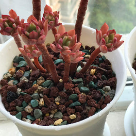 TOYPOPOR natural stone color mix adds contrast to plant beds.