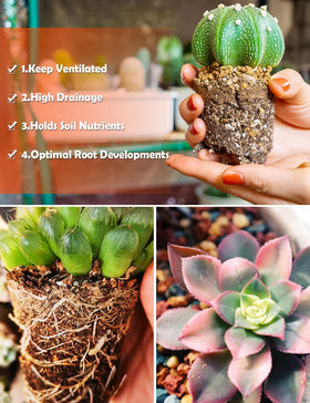 TOYPOPOR perlite and sand speed drainage to prevent waterlogged roots.
