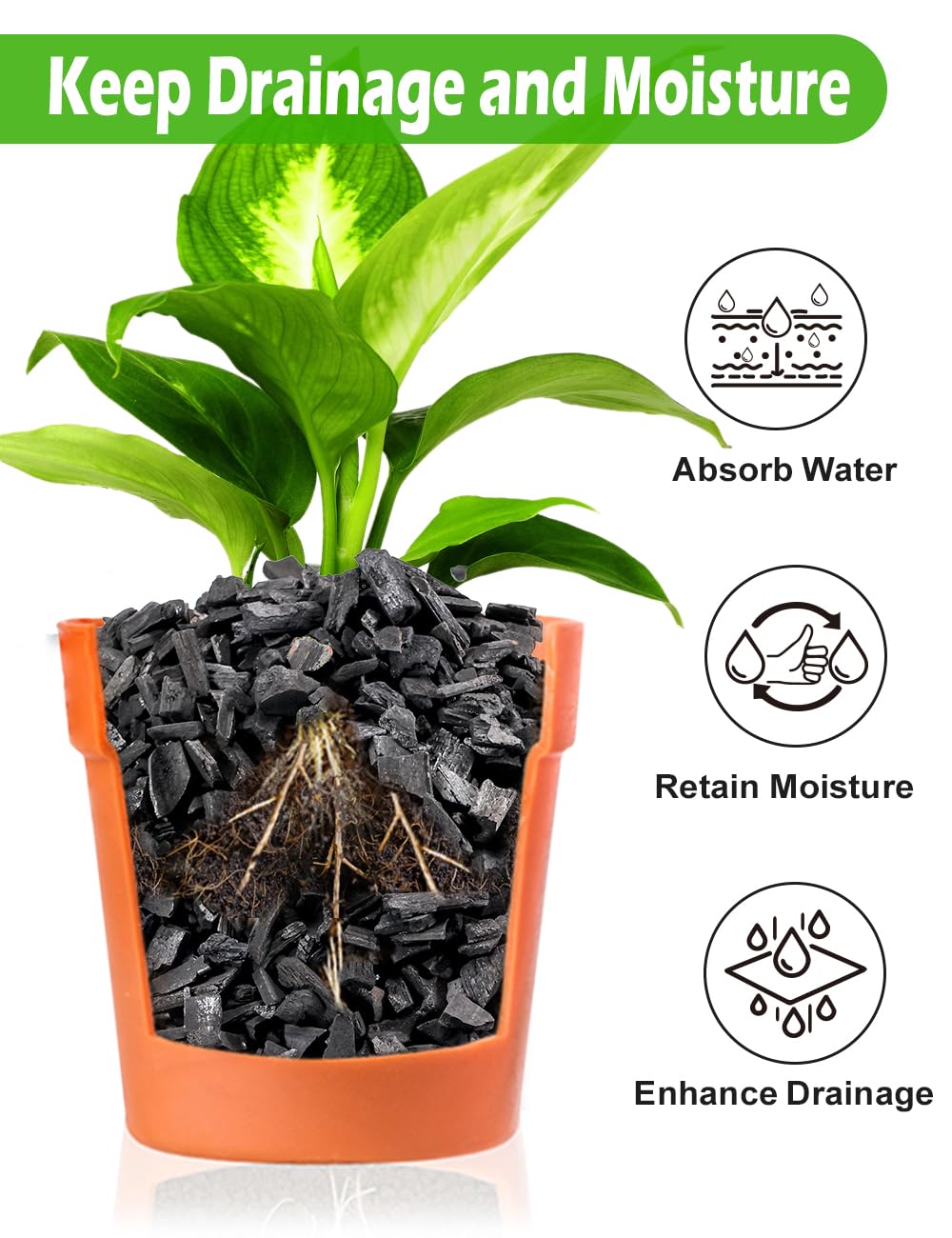 TOYPOPOR succulent cactus soil balancing moisture with charcoal.