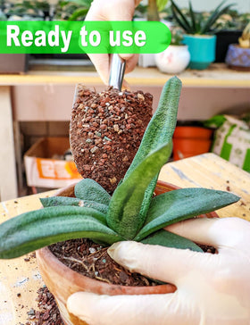 TOYPOPOR succulent soil composition with perlite and sand for fast drainage