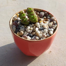 TOYPOPOR colorful pebbles for vases create eye-catching arrangements.