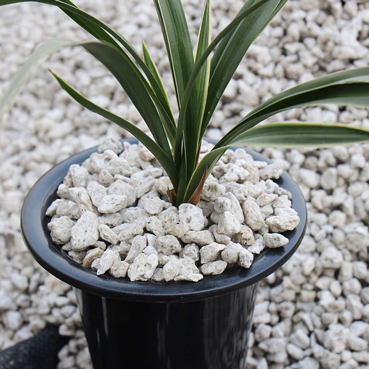 TOYPOPOR porous pumice stone improves soil aeration around plant roots.