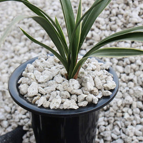 TOYPOPOR porous pumice stone improves soil aeration around plant roots.