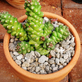 TOYPOPOR 6lbs pumice stone used in garden soil blends.