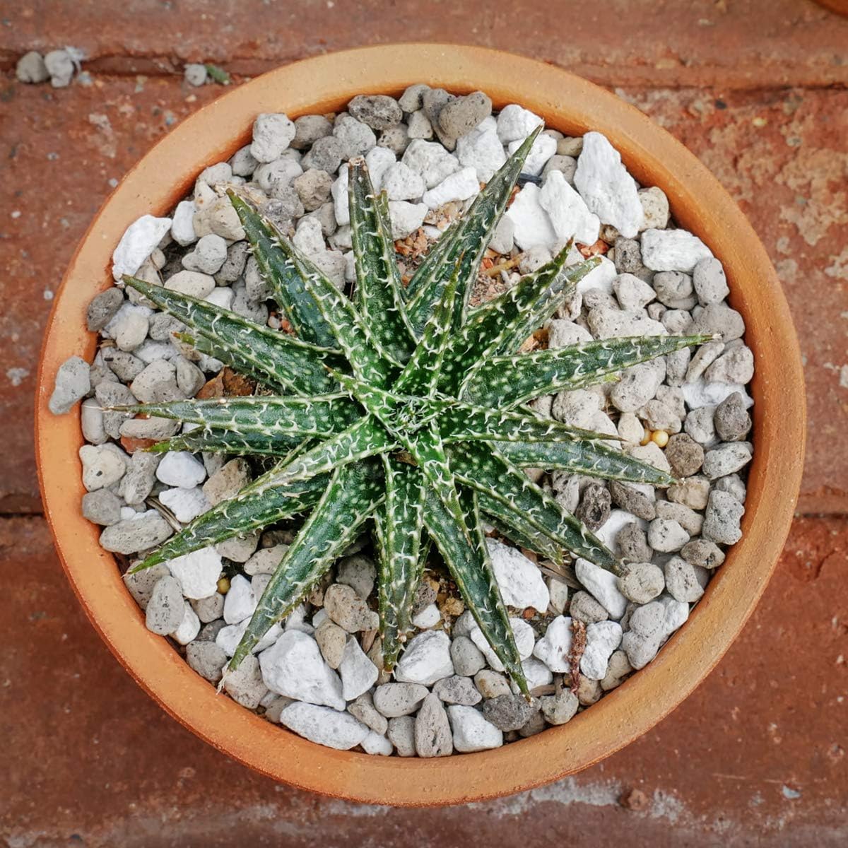 TOYPOPOR bonsai soil amendment with pumice improves air space.