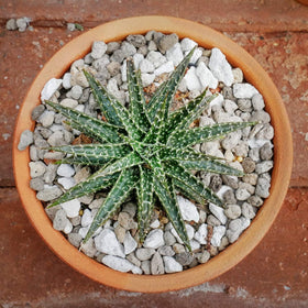 TOYPOPOR bonsai soil amendment with pumice improves air space.