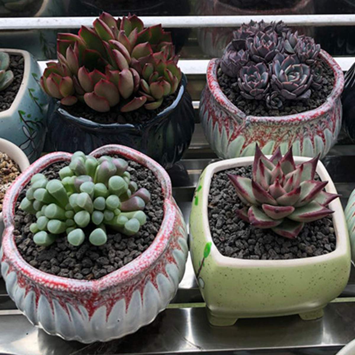 TOYPOPOR crushed lava rock provides mineral support while retaining light moisture.