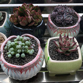 TOYPOPOR crushed lava rock provides mineral support while retaining light moisture.