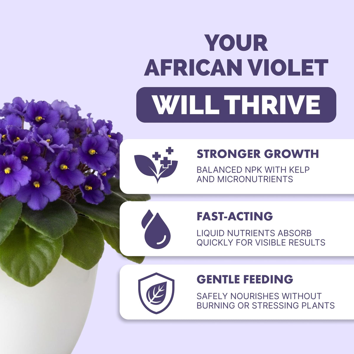 TPS NUTRIENTS African Violet Bloom Closeup highlighting rich color and fuller clusters