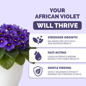 TPS NUTRIENTS African Violet Bloom Closeup highlighting rich color and fuller clusters