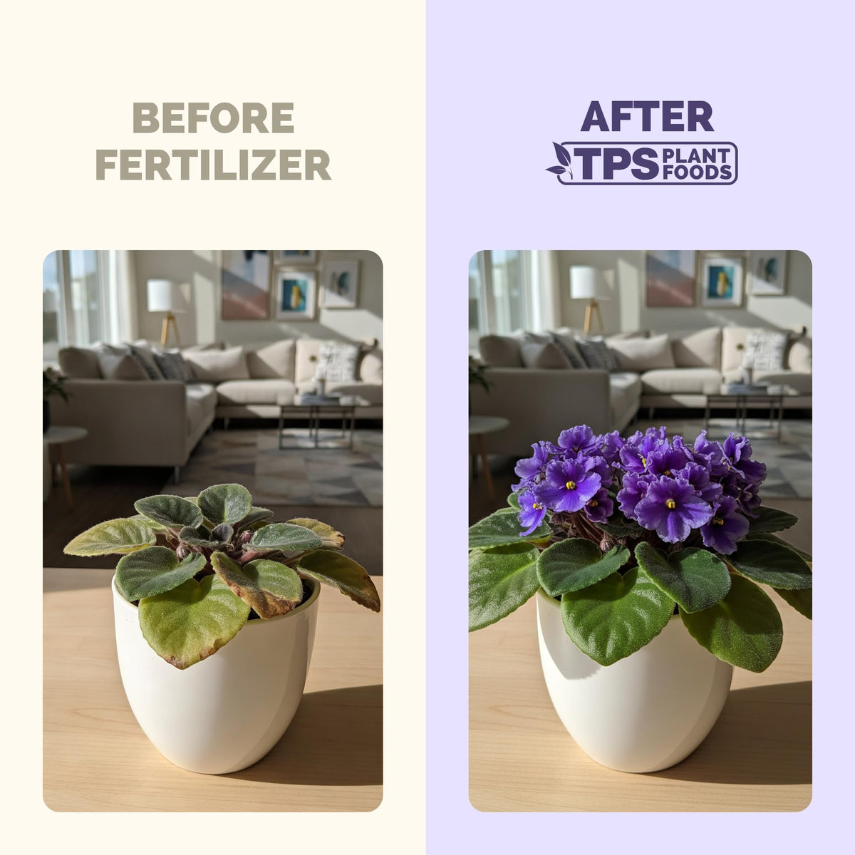 TPS NUTRIENTS African Violet Green Leaves showing healthy foliage and balanced growth