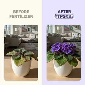 TPS NUTRIENTS African Violet Green Leaves showing healthy foliage and balanced growth
