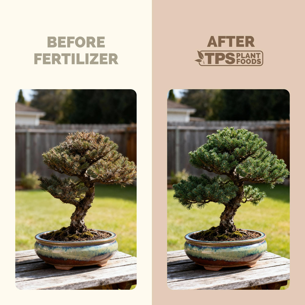 TPS NUTRIENTS Bonsai Fertilizer in-pot care for balanced growth