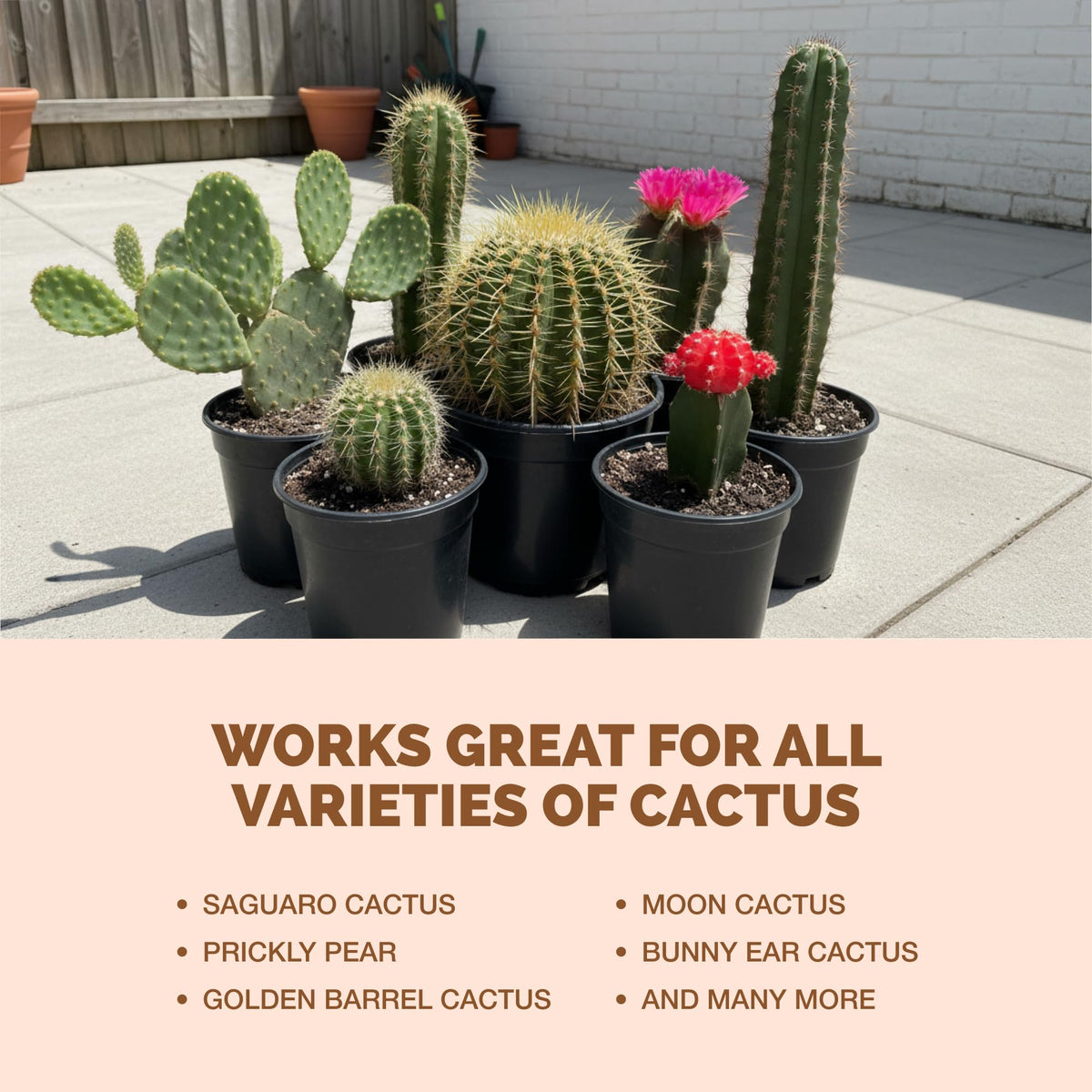 TPS NUTRIENTS Cactus Fertilizer helps flowering cacti show brighter blooms.
