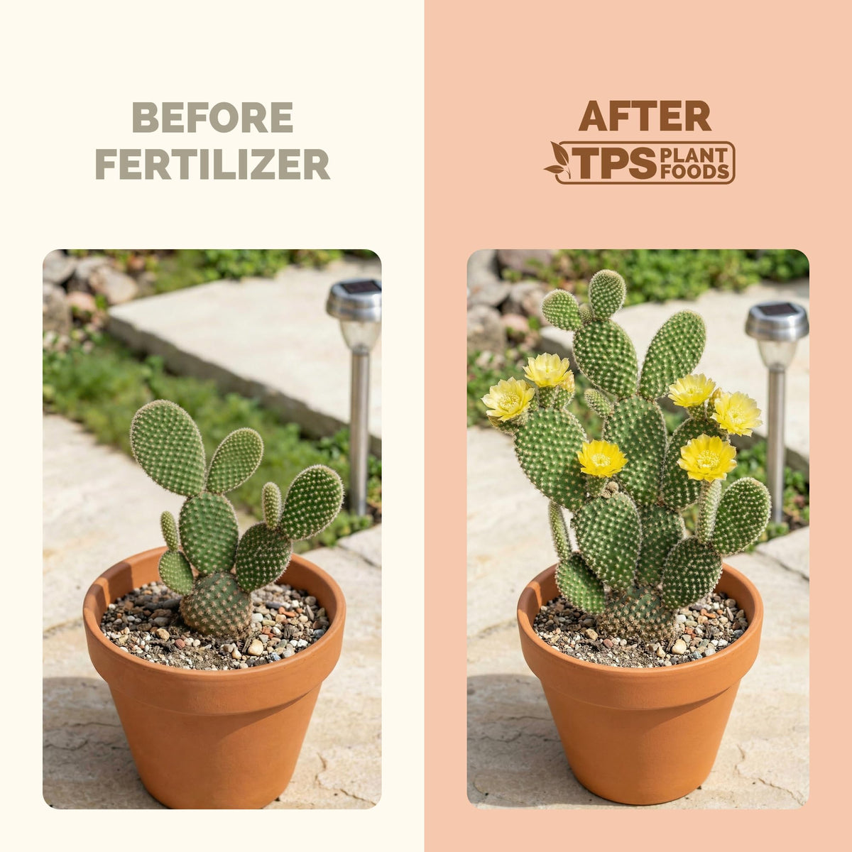 TPS NUTRIENTS Cactus Fertilizer measuring cap enables precise dosing for beginners.