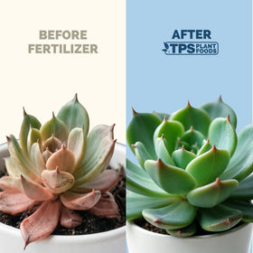 TPS NUTRIENTS compact-growth leaves for sturdy succulent shaping.