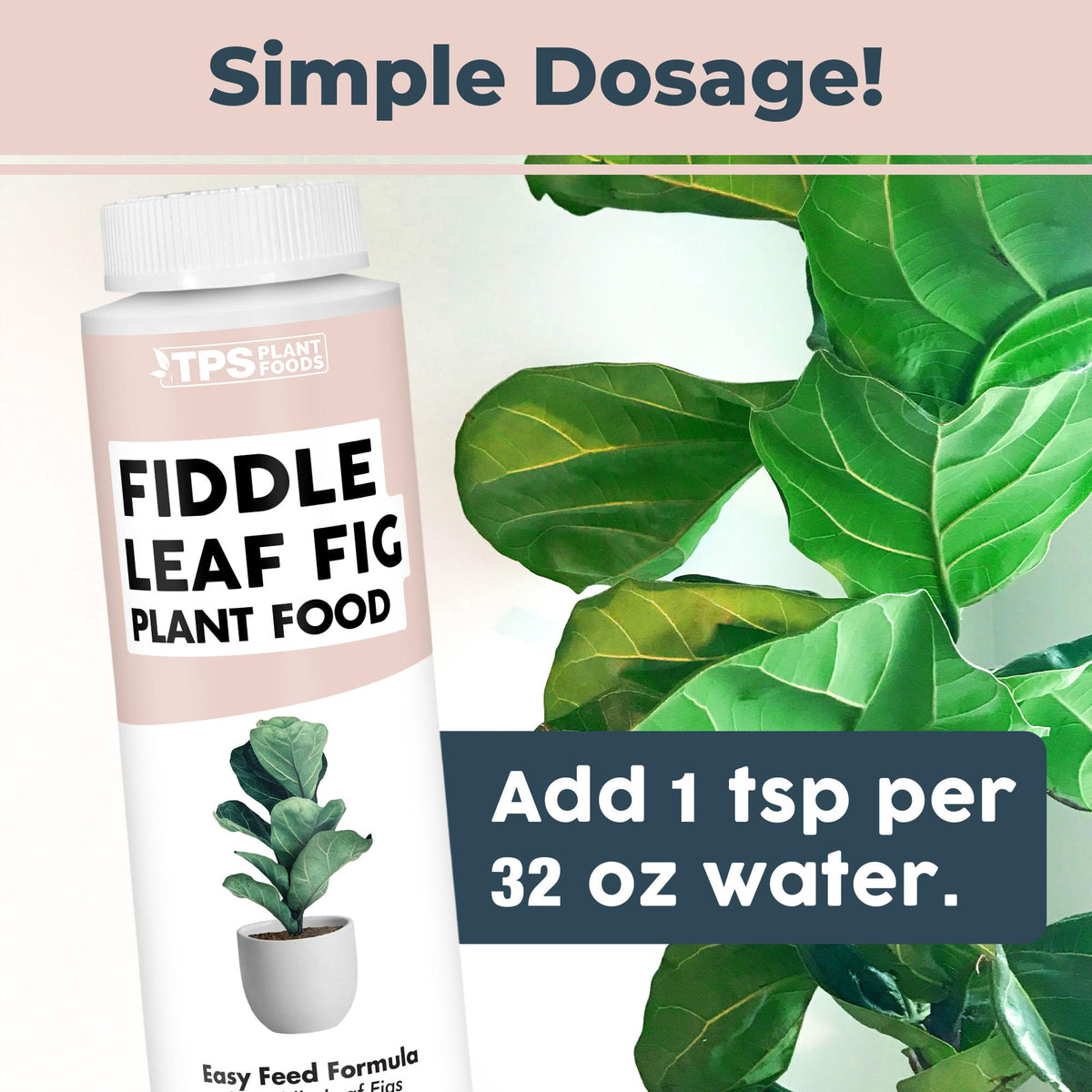 TPS NUTRIENTS fiddle leaf fig leaves closeup showcases lush foliage potential.