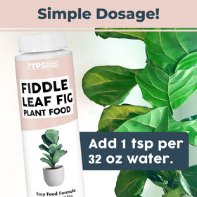 TPS NUTRIENTS fiddle leaf fig leaves closeup showcases lush foliage potential.