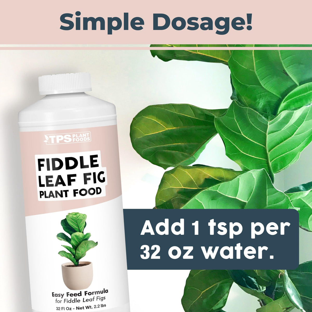 TPS NUTRIENTS fiddle leaf fig strong roots and stability