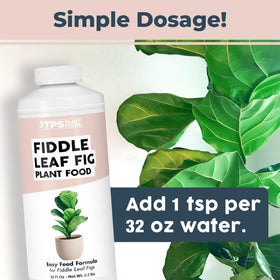 TPS NUTRIENTS fiddle leaf fig strong roots and stability