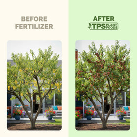 TPS NUTRIENTS Fruit Tree Fertilizer application-backyard shows easy care for home orchards