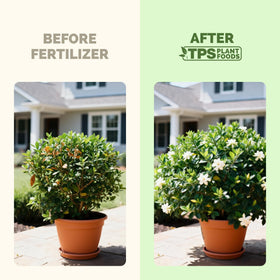 TPS NUTRIENTS Gardenia Fertilizer bottle pour for easy application