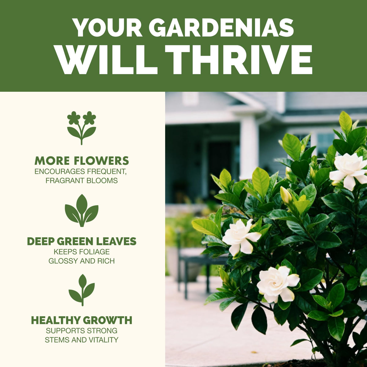 TPS NUTRIENTS Gardenia Fertilizer green leaves shine with balanced nutrients