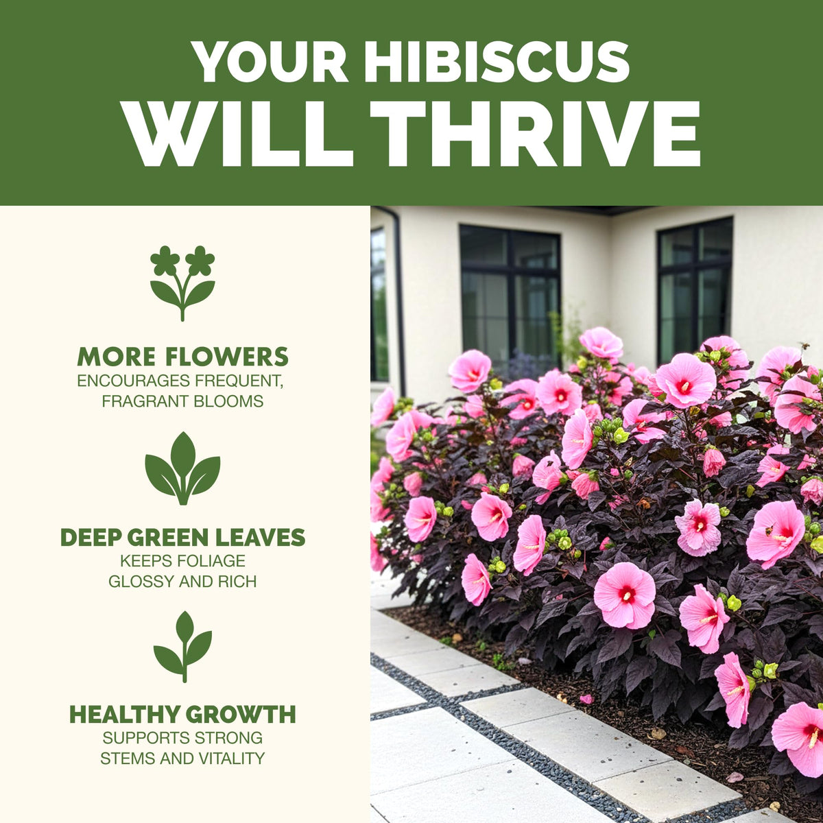 TPS NUTRIENTS Hibiscus Fertilizer outdoor garden scene promoting lush flowering