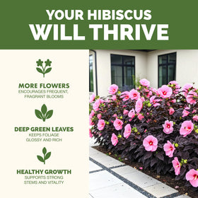 TPS NUTRIENTS Hibiscus Fertilizer outdoor garden scene promoting lush flowering