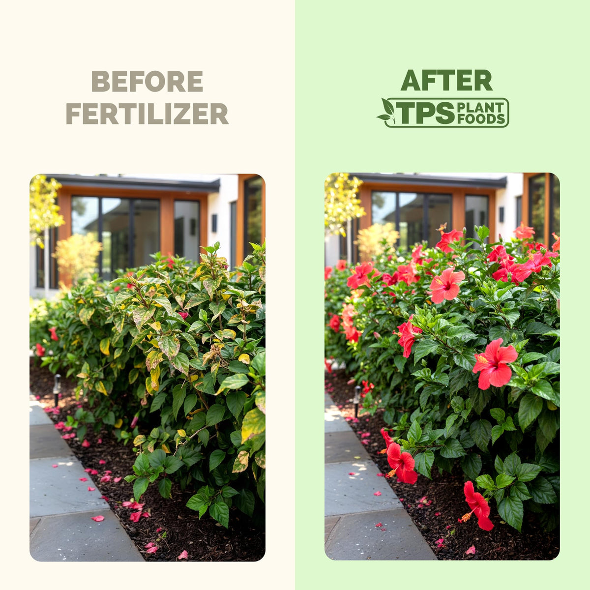 TPS NUTRIENTS Hibiscus Fertilizer used on a potted hibiscus plant