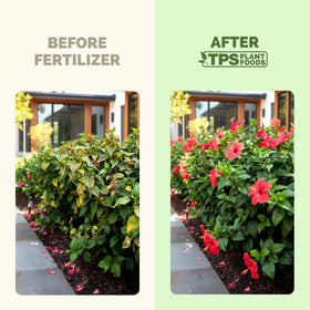 TPS NUTRIENTS Hibiscus Fertilizer used on a potted hibiscus plant