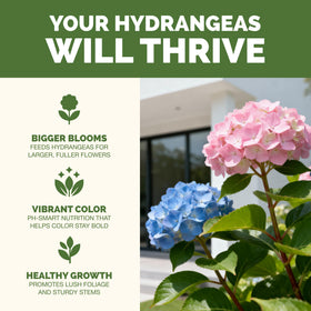 TPS NUTRIENTS hydrangea blooms close-up showcasing vibrant color and healthy foliage