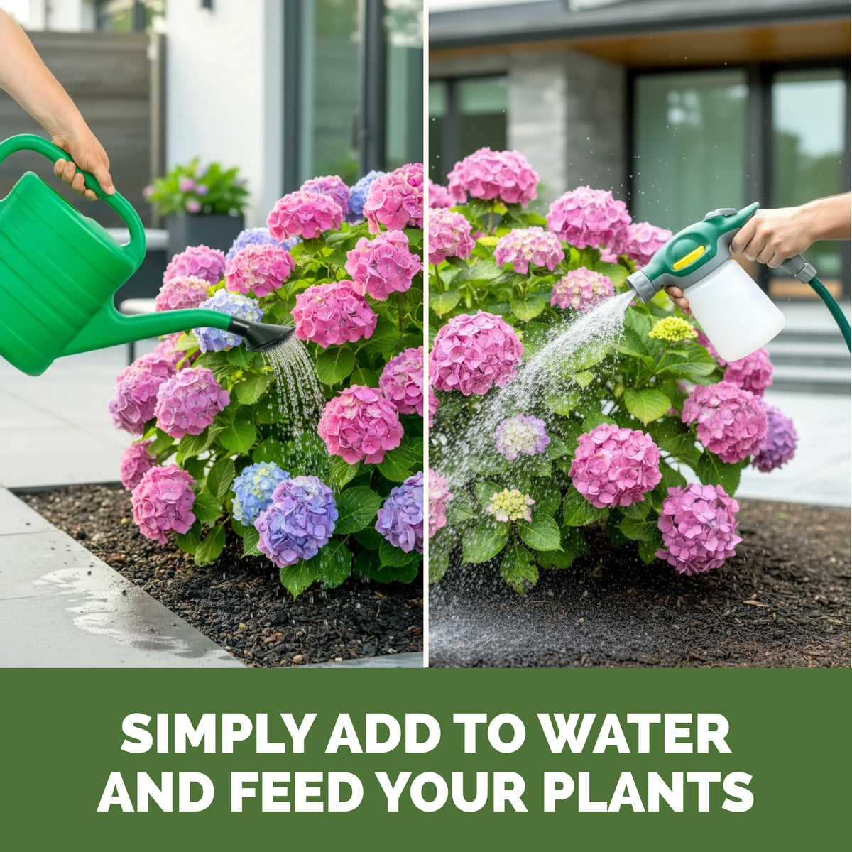 TPS NUTRIENTS hydrangea color-rich blooms during peak flowering