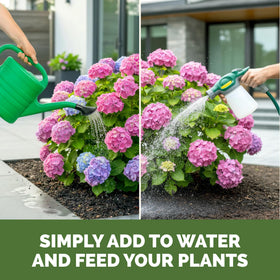 TPS NUTRIENTS hydrangea color-rich blooms during peak flowering