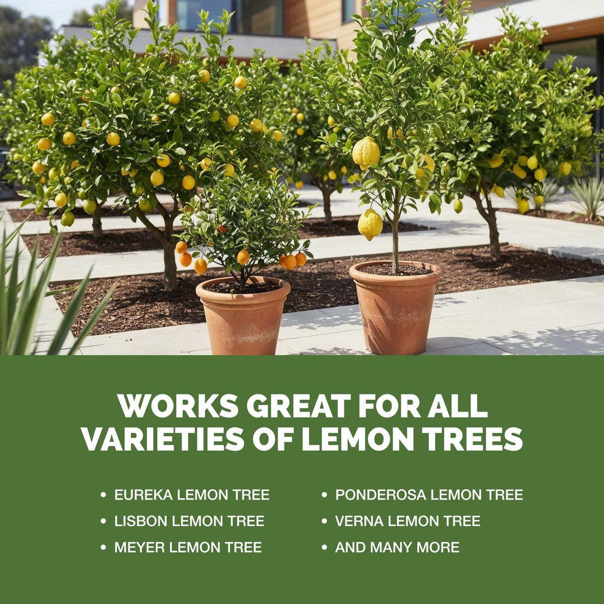 TPS NUTRIENTS Lemon Tree Fertilizer with thriving plants signals improved root development and flowering readiness.