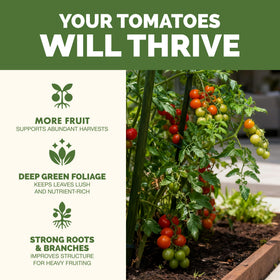 TPS NUTRIENTS liquid tomato food pour demonstrates convenient dosing for steady fruit development.
