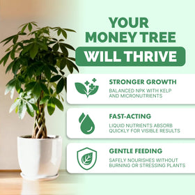 TPS NUTRIENTS Money Tree Fertilizer foliage closeup promotes lush leaves