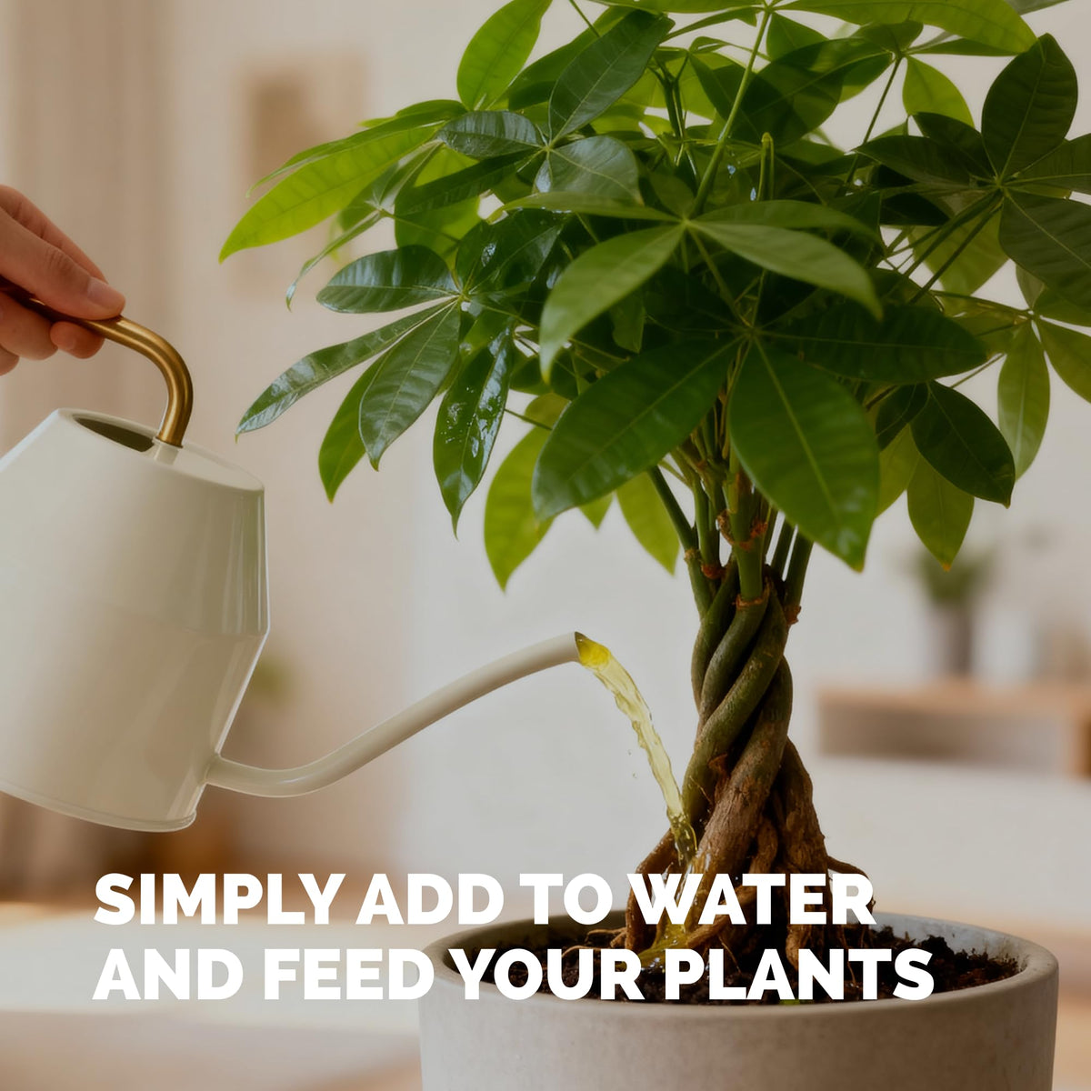 TPS NUTRIENTS Money Tree Fertilizer indoor plants in home setting
