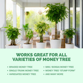 TPS NUTRIENTS Money Tree Fertilizer office plant care